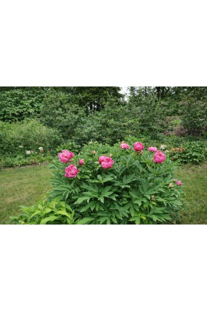 Paeonia ITOH Янкі Дудл Денді в саду